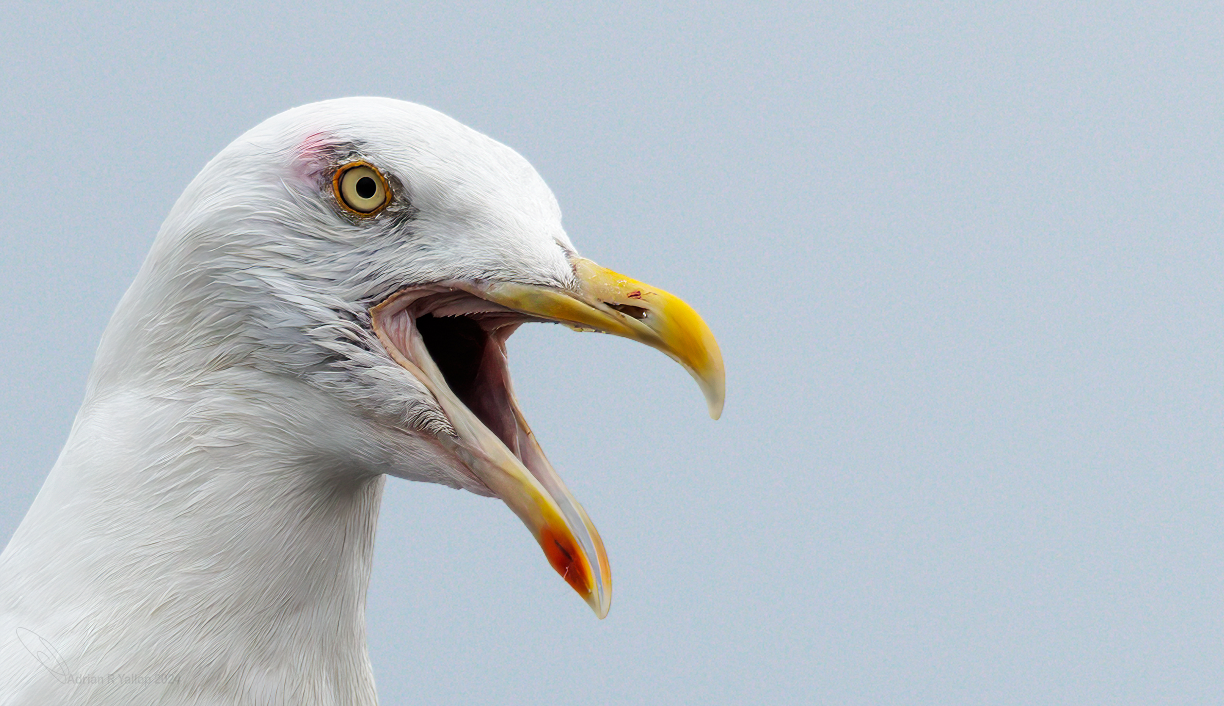 Larus argentatus
